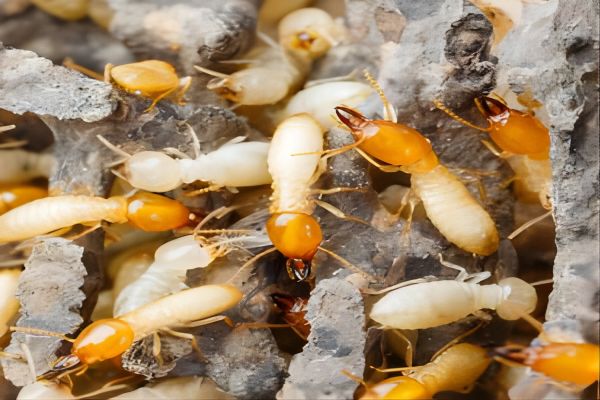 4种简单有效的白蚁防治方法
