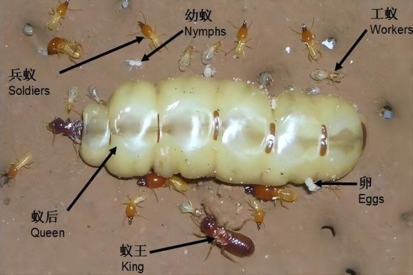白蚁防治