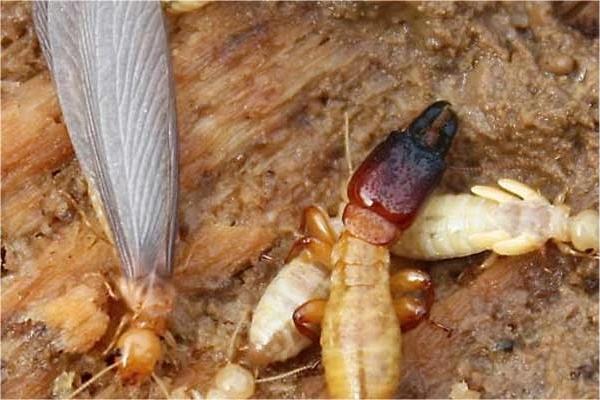 白蚁滋生主要受哪些因素的影响