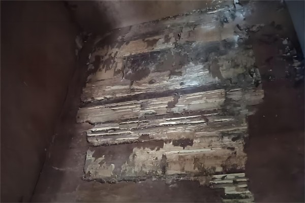 白蚁危害严重
