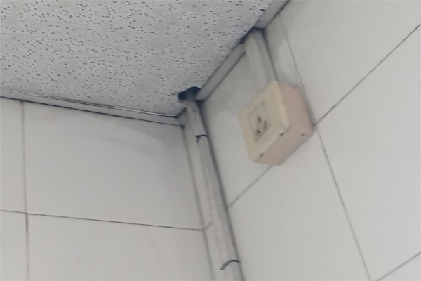 天花板上的老鼠.jpg