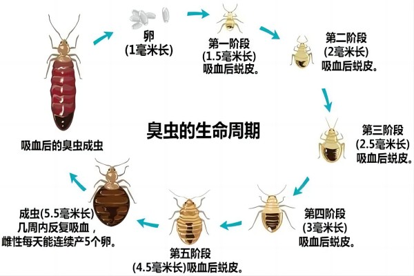 灭臭虫.jpg