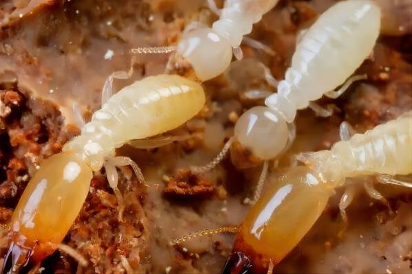 生物防治白蚁有哪些安全有效的方法