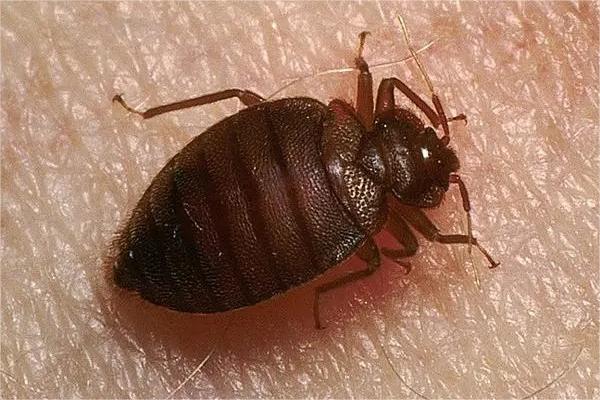 无锡除四害公司讨论有关臭虫防治药物的使用