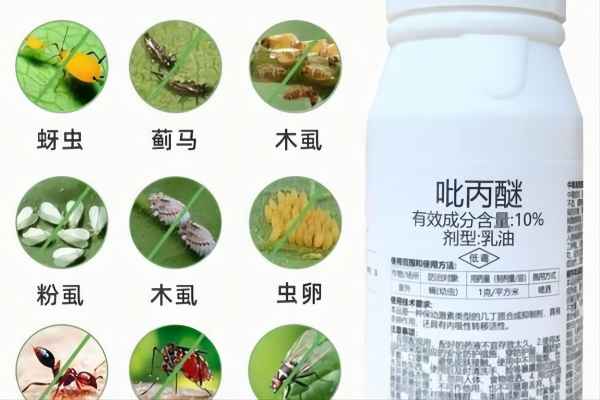 冬季杀幼虫好帮手，吡丙醚