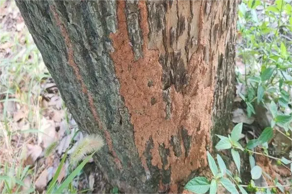 学校绿化树木白蚁防治技术方案