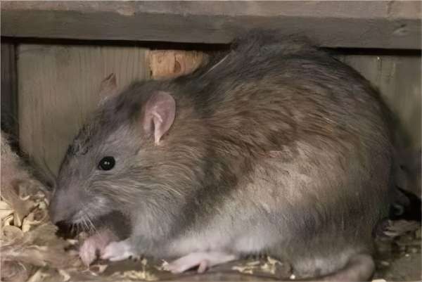 工厂灭老鼠：如何彻底消除老鼠问题