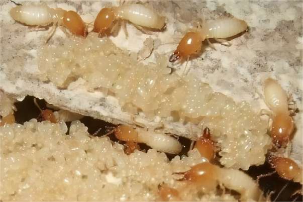 房屋白蚁预防方法
