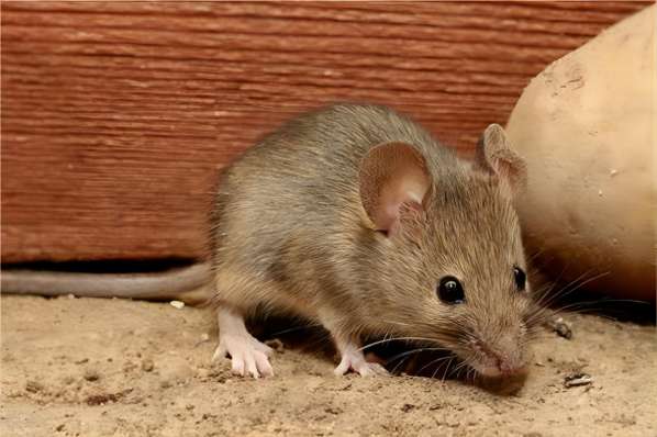 春季鼠虫肆虐！科学防治法解决居家虫害难题