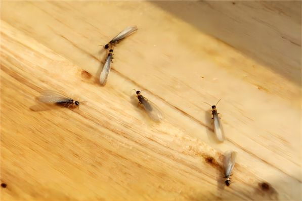 白蚁怎么消灭才干净？一文读懂灭蚁全过程