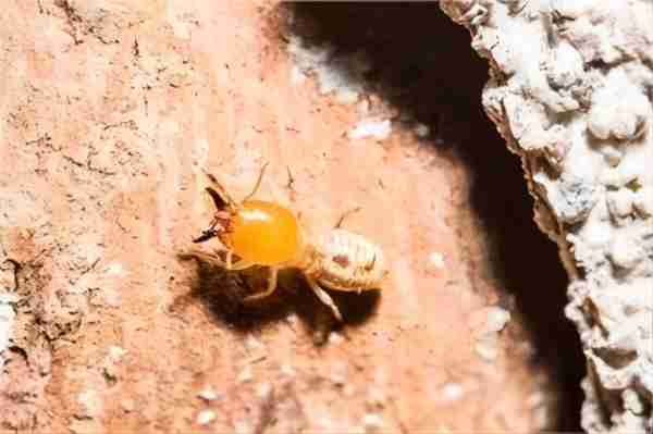 蚁路在白蚁防治中起到什么样的作用