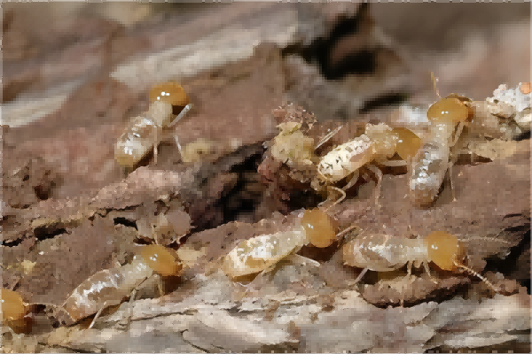 探讨挖白蚁巢的优劣,有效白蚁防治方法分析 