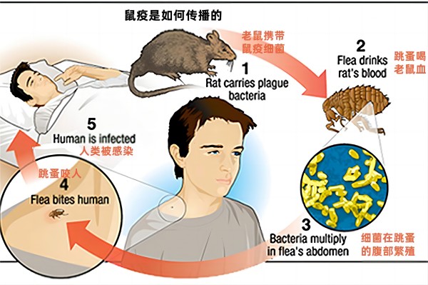了解历史上的鼠疫传播