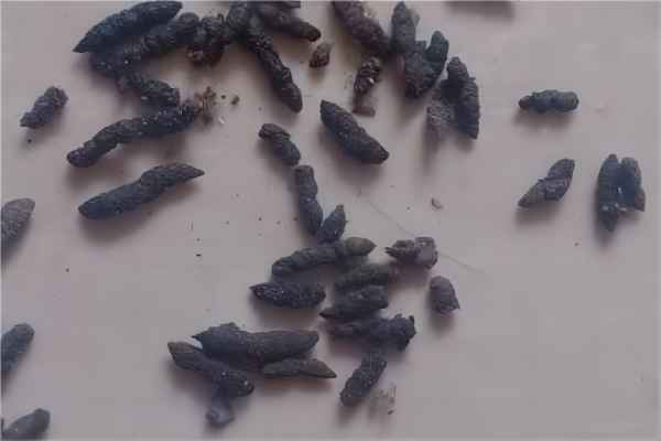 辨别老鼠屎的方法
