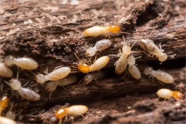 在白蚁防治过程中，如何妥善处理已捕获的白蚁