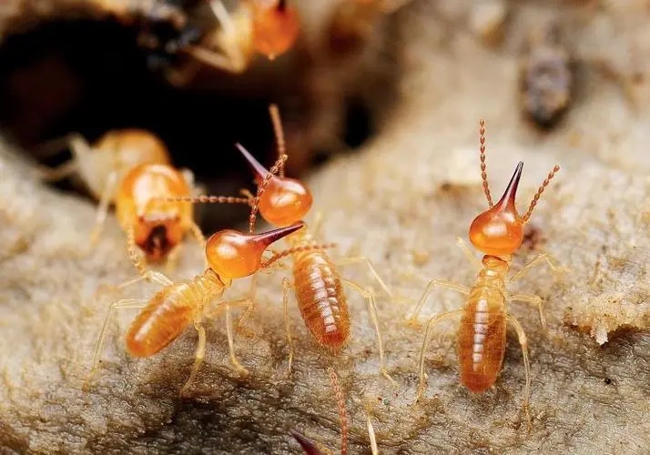 蚁路破坏对白蚁防治效果有何影响