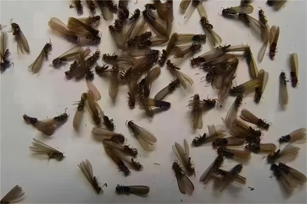 春季白蚁泛滥，社区应大力开展白蚁防治活动