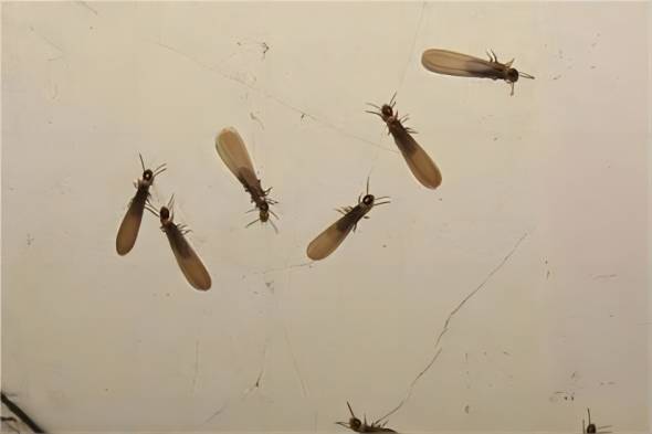 崇源环境白蚁防治公司