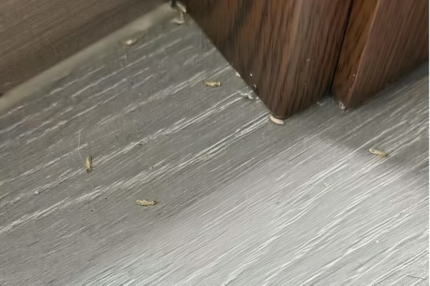 注意防治！无锡4月进入乳白蚁分飞期