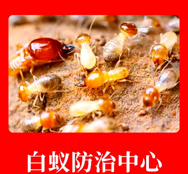 别墅旋转楼梯白蚁防护要点
