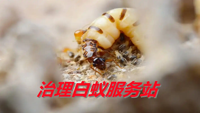 别墅吊顶复杂造型防蚁技巧
