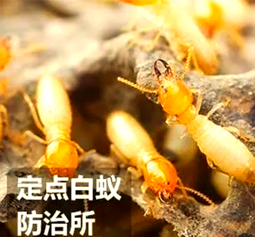 别墅木质踢脚线防蚁处理