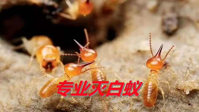 砖混结构新建房屋白蚁防治