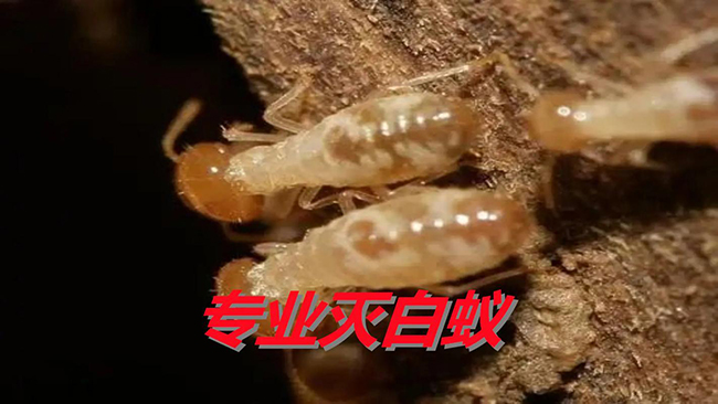 木结构房屋白蚁防治特殊要求
