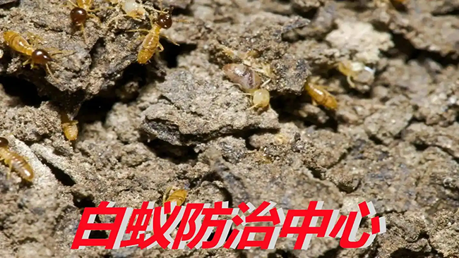 客厅白蚁防治的关键区域