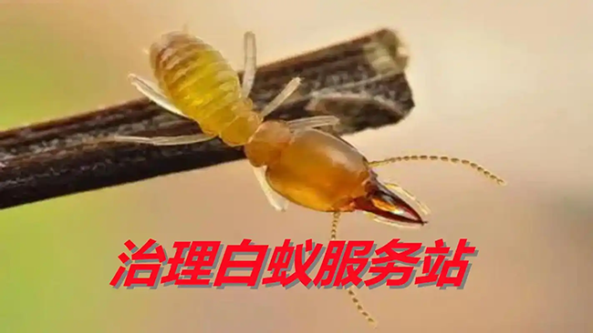 新建房屋接地系统防蚁要点