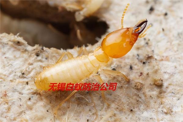 小区排水系统对白蚁防治影响