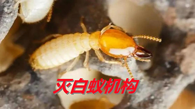 别墅葡萄架白蚁防护措施