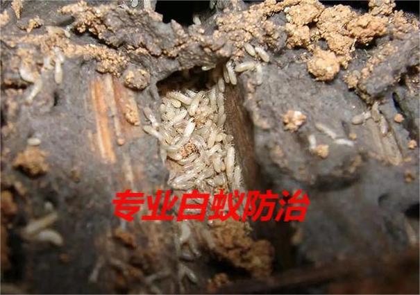框架结构房屋白蚁防治重点解析