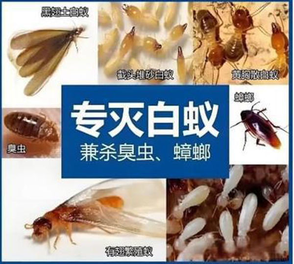 墙面装修白蚁防治隐藏工程