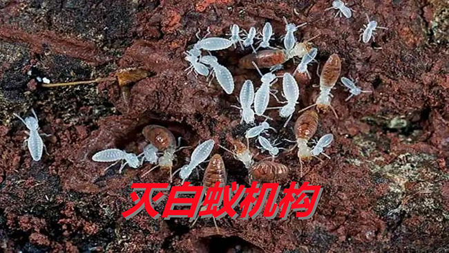 生物防治白蚁的原理与实践