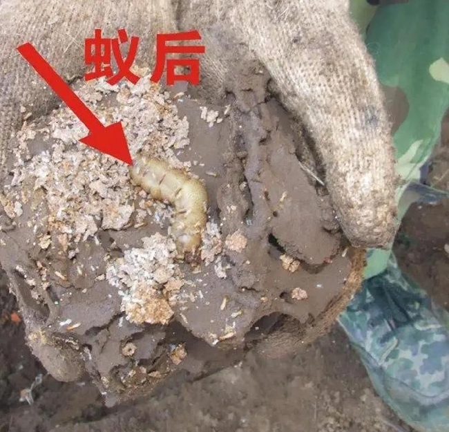诱捕法在白蚁防治中的操作要点