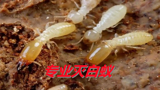 水淹法防治白蚁的效果评估
