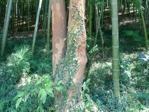 树木白蚁防治不及时，临近房屋也受灾！