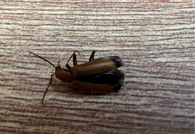 地板被毁,除了白蚁还有它!发现要立即防治!