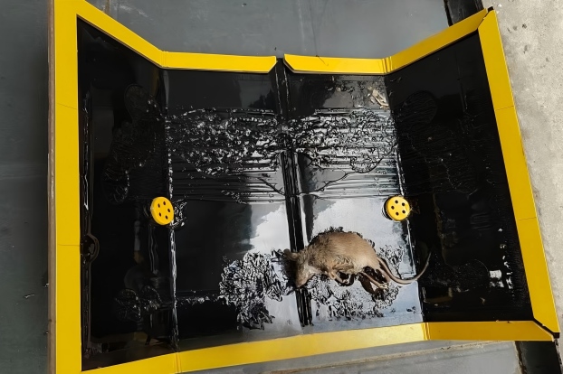 粘鼠板抓不到老鼠?或许你的灭鼠方法错了