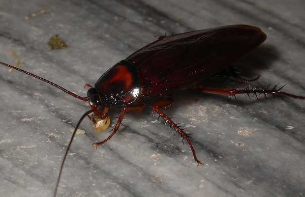 3天让蟑螂集体消失!这个灭治方法,有娃家庭必备