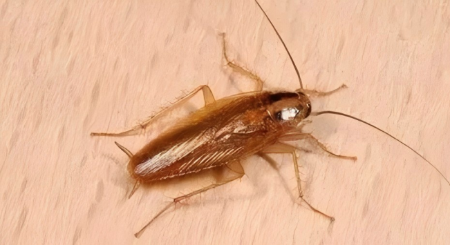 这几种气味让蟑螂避之不及！灭四害公司亲测有效