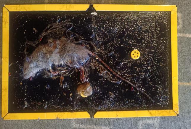 不用药也能轻松灭老鼠!这几招赶紧学起来!