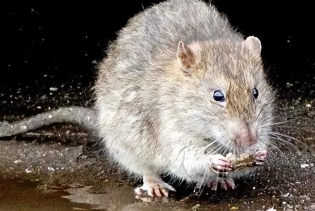 告别下水道老鼠！试试这几招，真的太绝了！