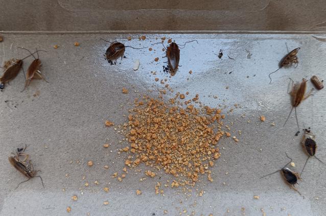 酒店厨房有蟑螂，怎么消灭最彻底？必看知识！