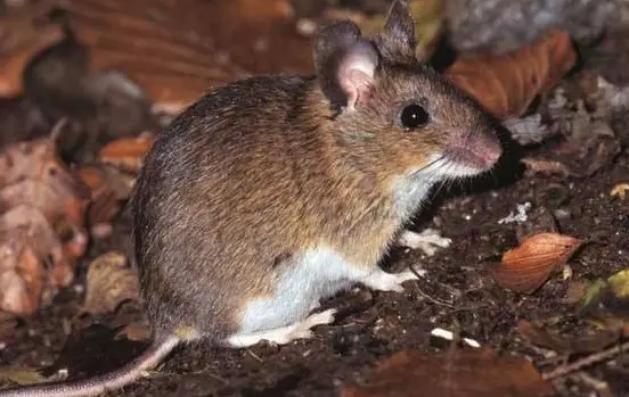 咬破面料咬断线!服装厂灭老鼠比找订单还重要!