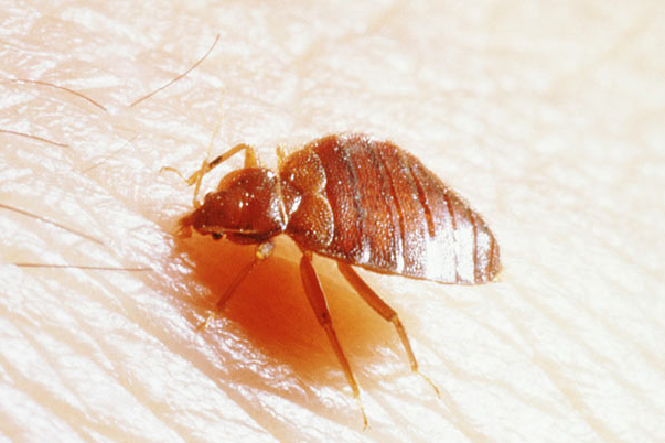 酒店客房出现臭虫，客户被咬！无锡灭四害来支招