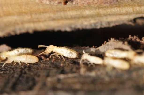 天冷别大意!冬季治白蚁,这几点要注意了!