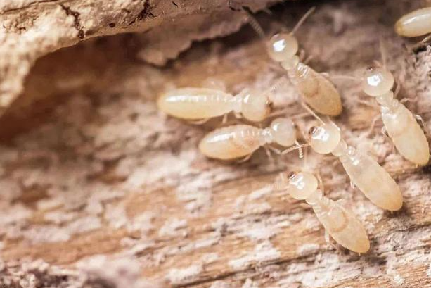 白蚁防治费用疑问一次性说清，建议收藏！