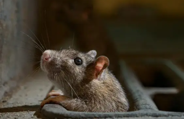 家庭实用灭鼠法大公开，让老鼠进不了你家门！